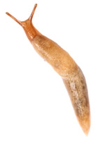 A Slug