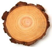 Cross section of a log with rings