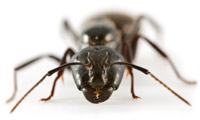 A close up of an ant