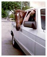 A horse in the back seat of a car